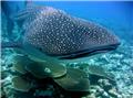 maldive crociere