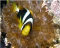 snorkeling 12