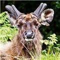 antilope