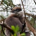 horton plains bearmonke