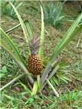 sulawesi 8