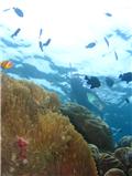 snorkeling 9