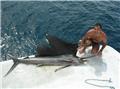 pesca 13