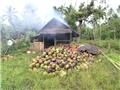 sulawesi 18