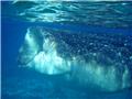 snorkeling 5