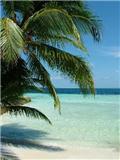 paradise