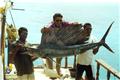pesca 14