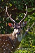 yala spot